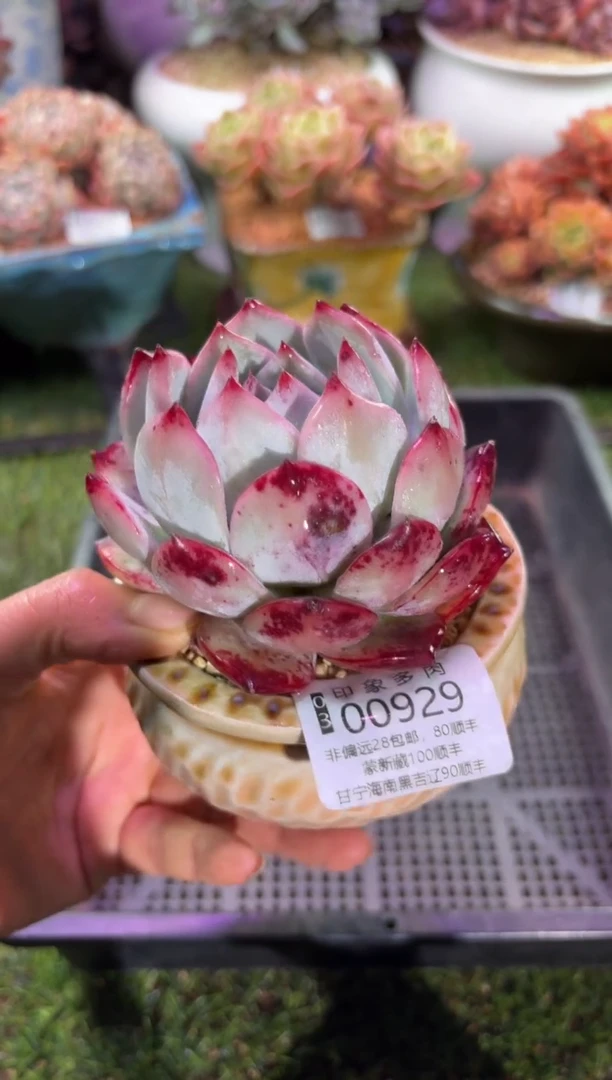 【闪购商品】00929脱土带盆