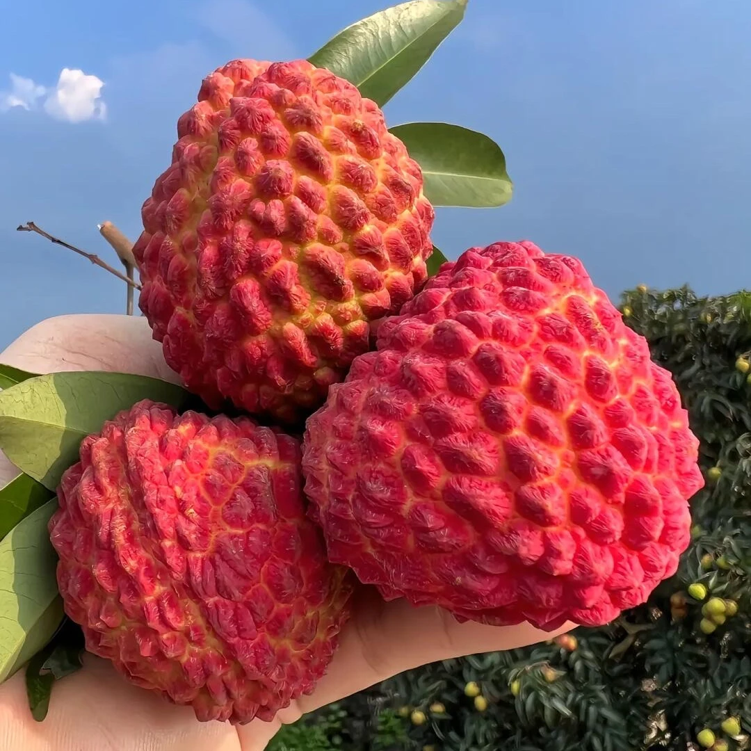 【京东/顺丰-小核荔枝王】杨书记当季新鲜水果小核荔枝王带箱5斤