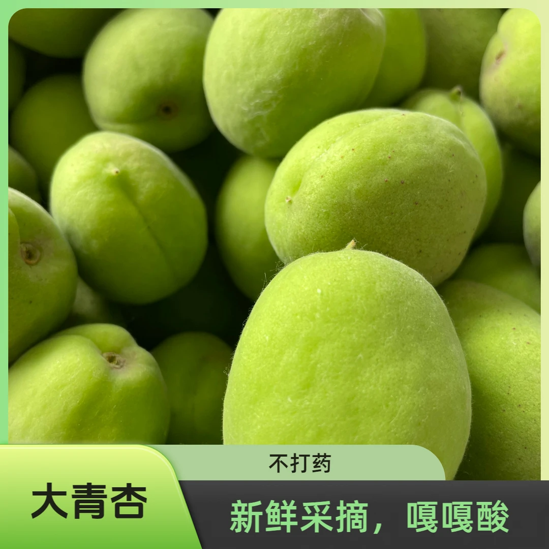 【嘎嘎酸】东北大青杏童年回忆 硬核脆爽对汁孕妇水果