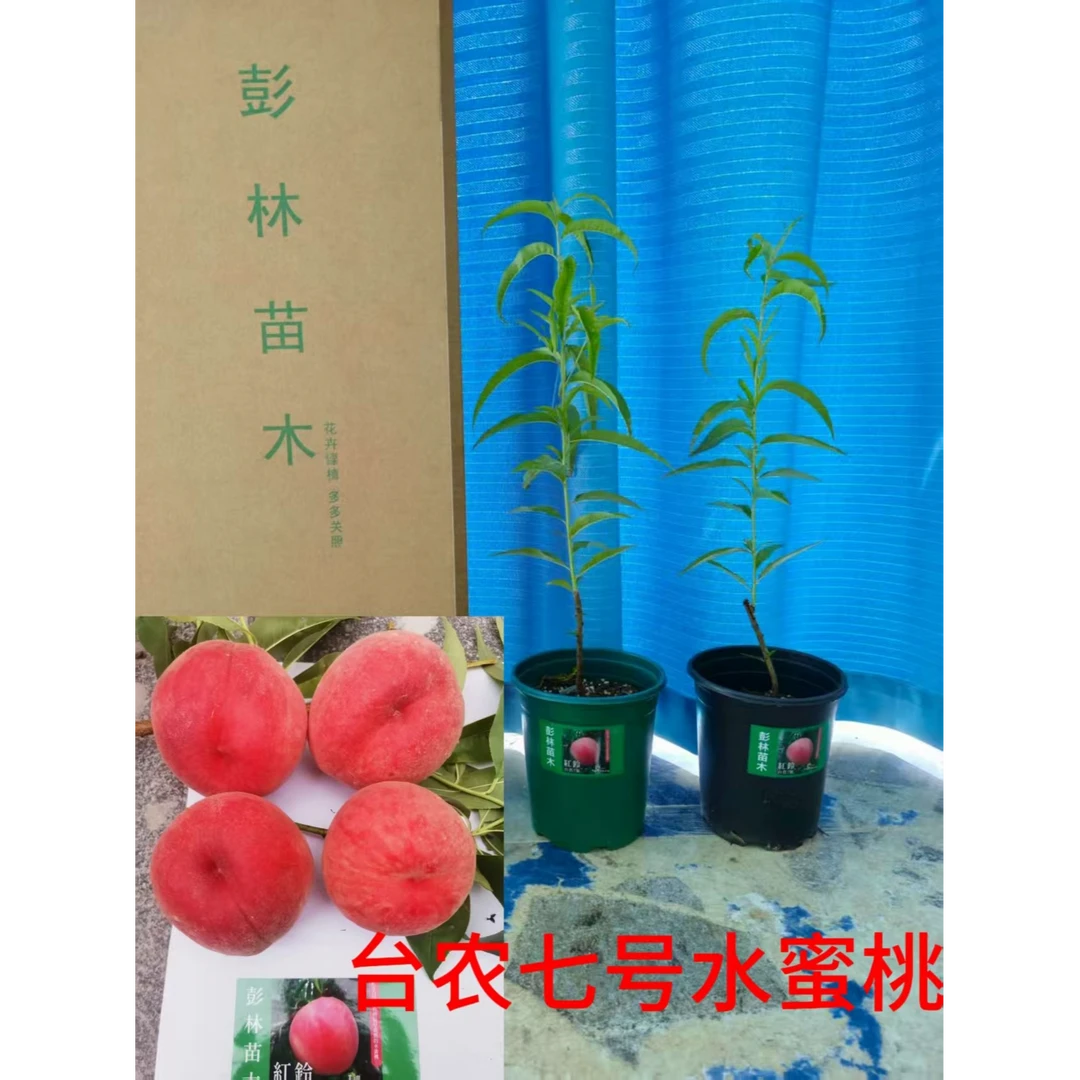 彭林苗木果树苗品类大全可盆栽~地栽种植