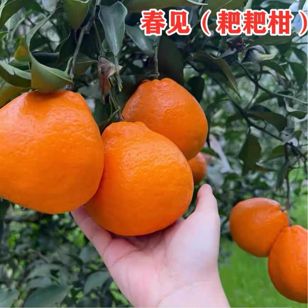 四川春见耙耙柑橘子树苗嫁接丑橘苗南方北方种植粑粑柑苗盆栽地栽