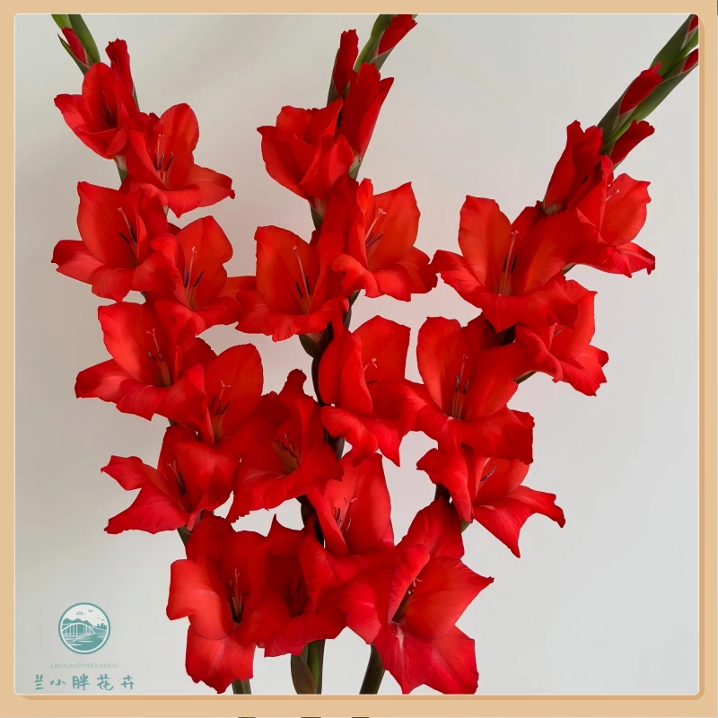 【甘肃自产】精选A级-红蓝丝剑兰鲜切花10枝装养护简易 顺丰包邮