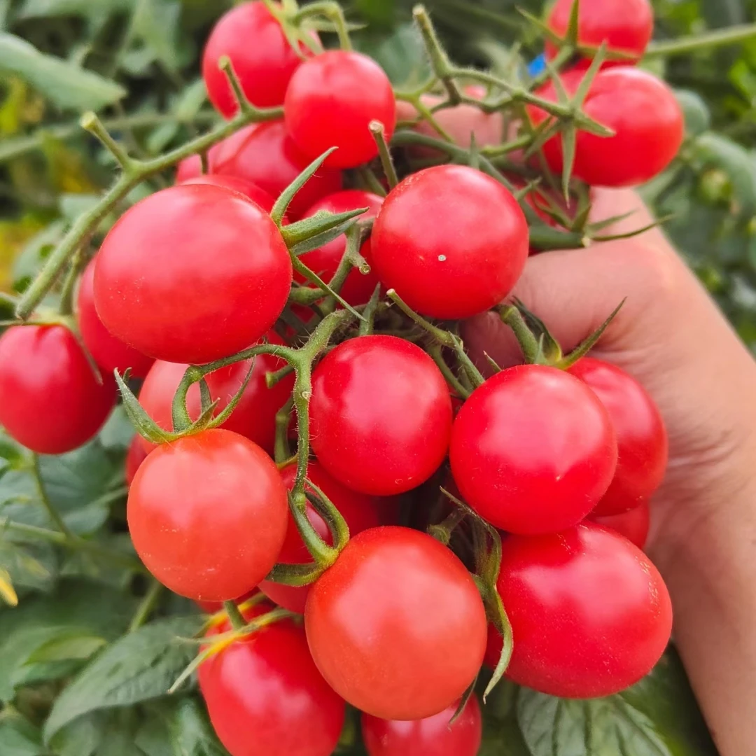 矮生盆栽小番茄圣女果沙瓤毛粉802老品种西红柿种子籽