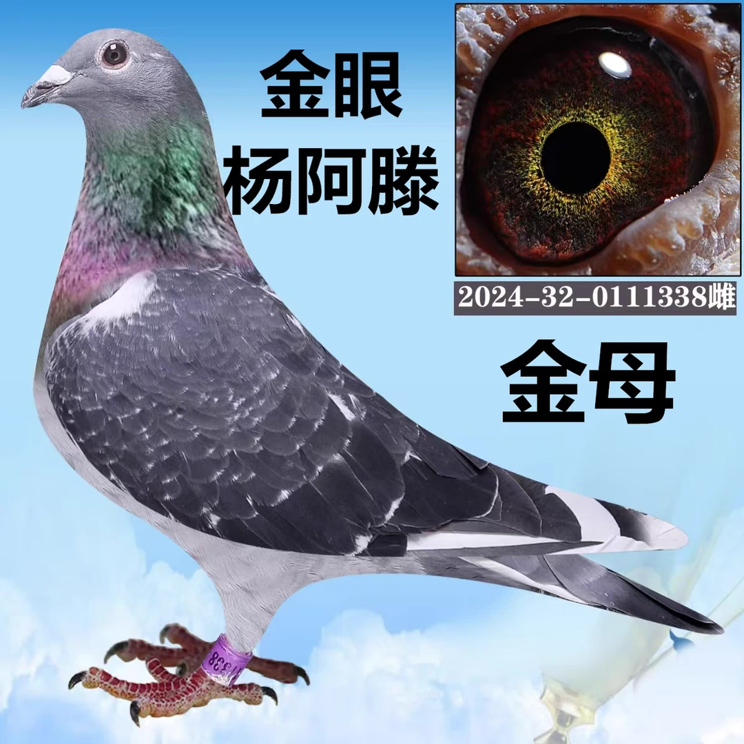 李鸟，吴松，杨阿腾，赛鸽、鸽子专场活体发货