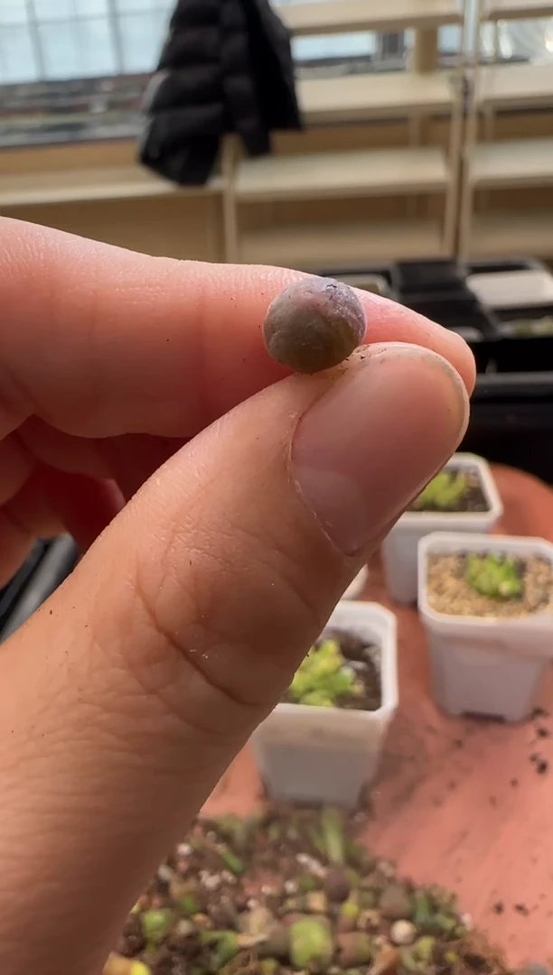 【闪购商品】13-222