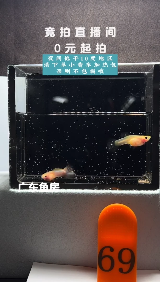 孔雀鱼粉红琉璃玻璃猫一对编号69