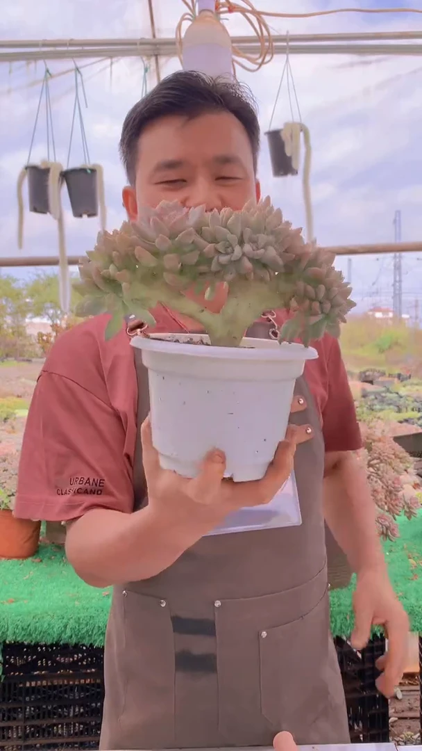 199淡雪缀化一物一拍