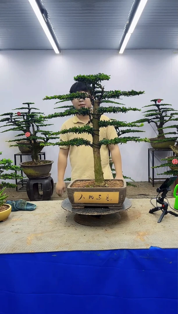 无花朵一物一拍，所见即所得