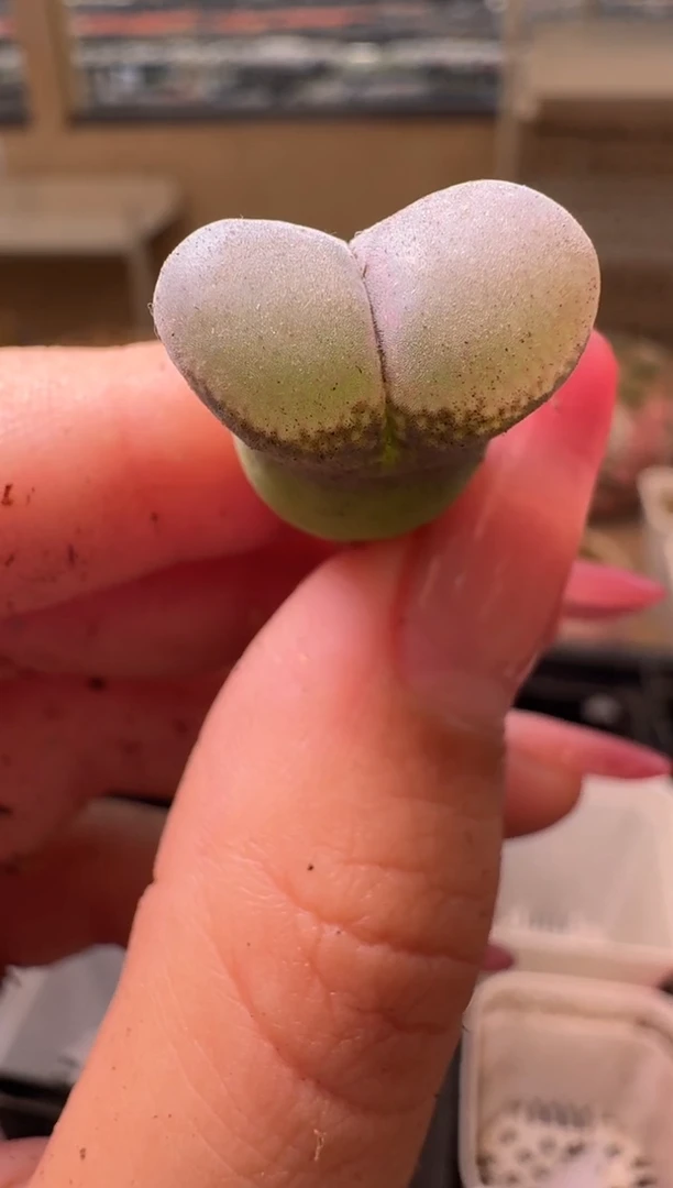 8-62多肉植物肉锥...
