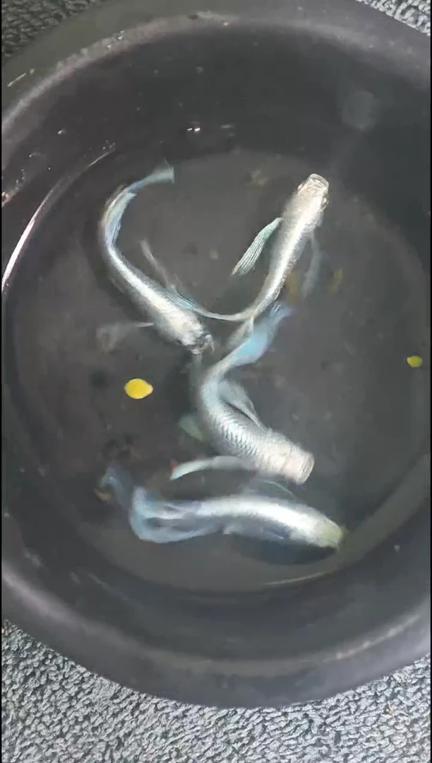 青鳉鱼观背青鳉13