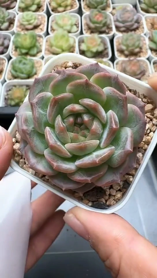 140F云禹多肉植物 默认脱土纸巾打包 3颗包邮