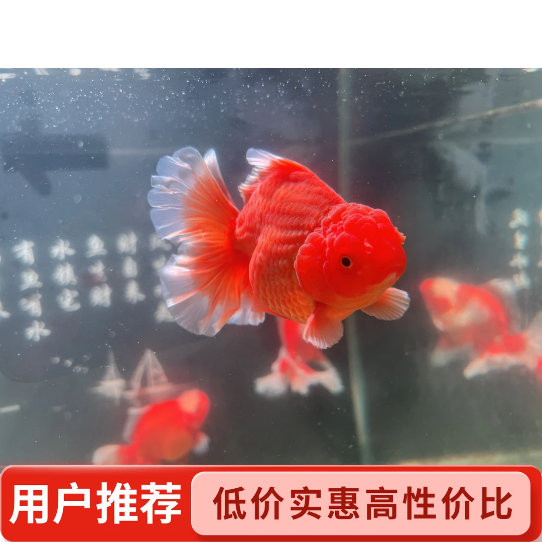 百褶泰狮冷水观赏鱼（无完整开箱视频无售后）