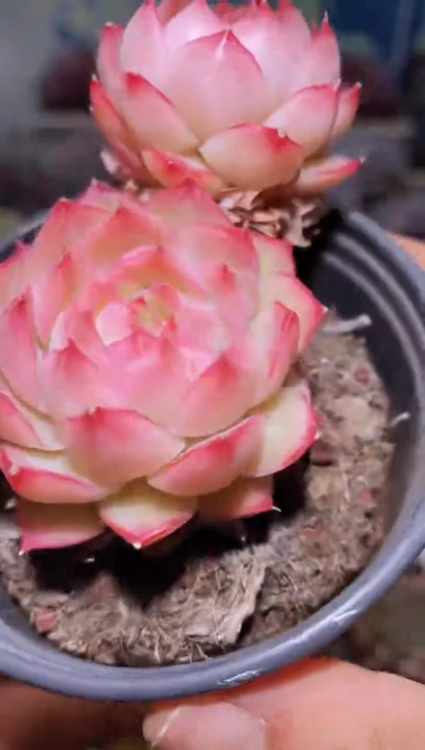 【闪购商品】198超女多肉