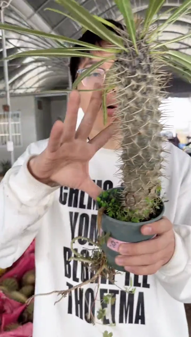 【闪购商品】霸王树 高20-40cm