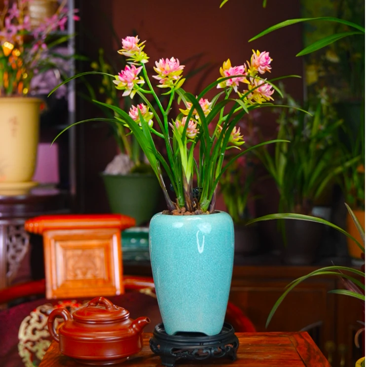 建兰浓香奇花[玉影牡丹]冰裂纹如烟雨陶瓷盆兰花客厅最旺的三种树
