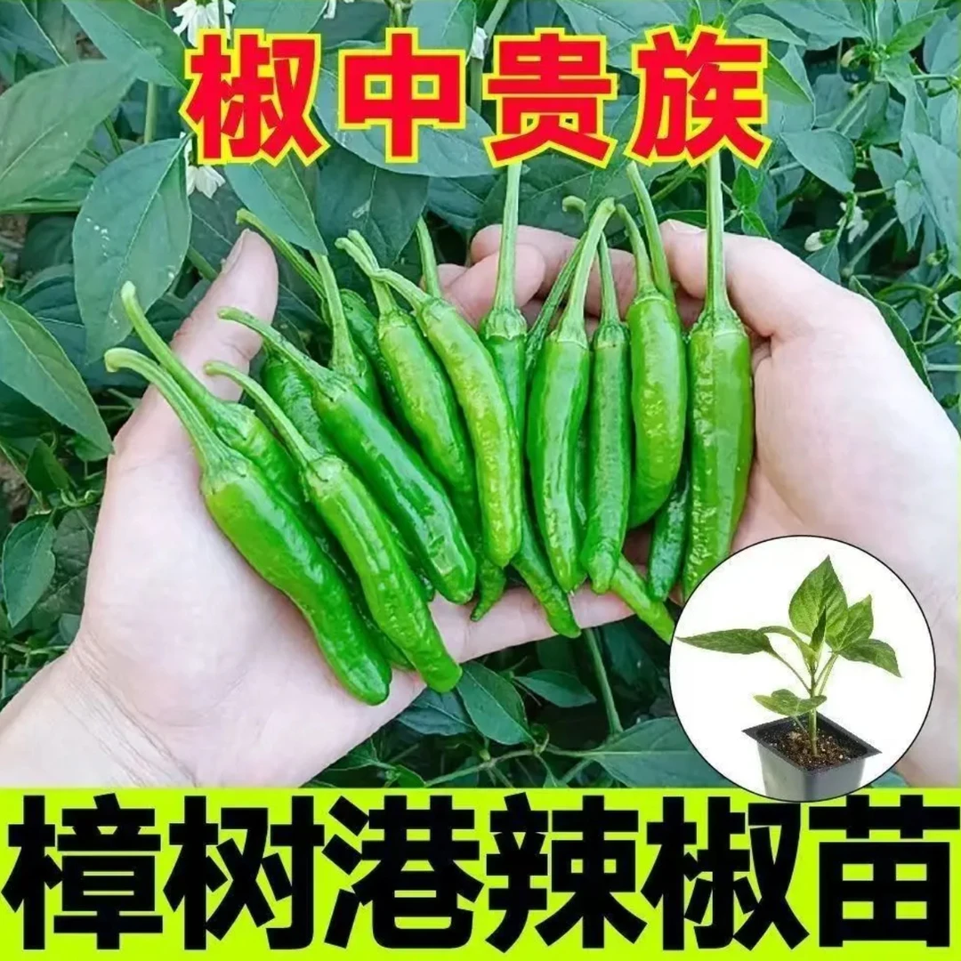 樟树港辣椒苗子种子彩椒辣椒种植籽种南方秧苗四季盆栽蔬菜