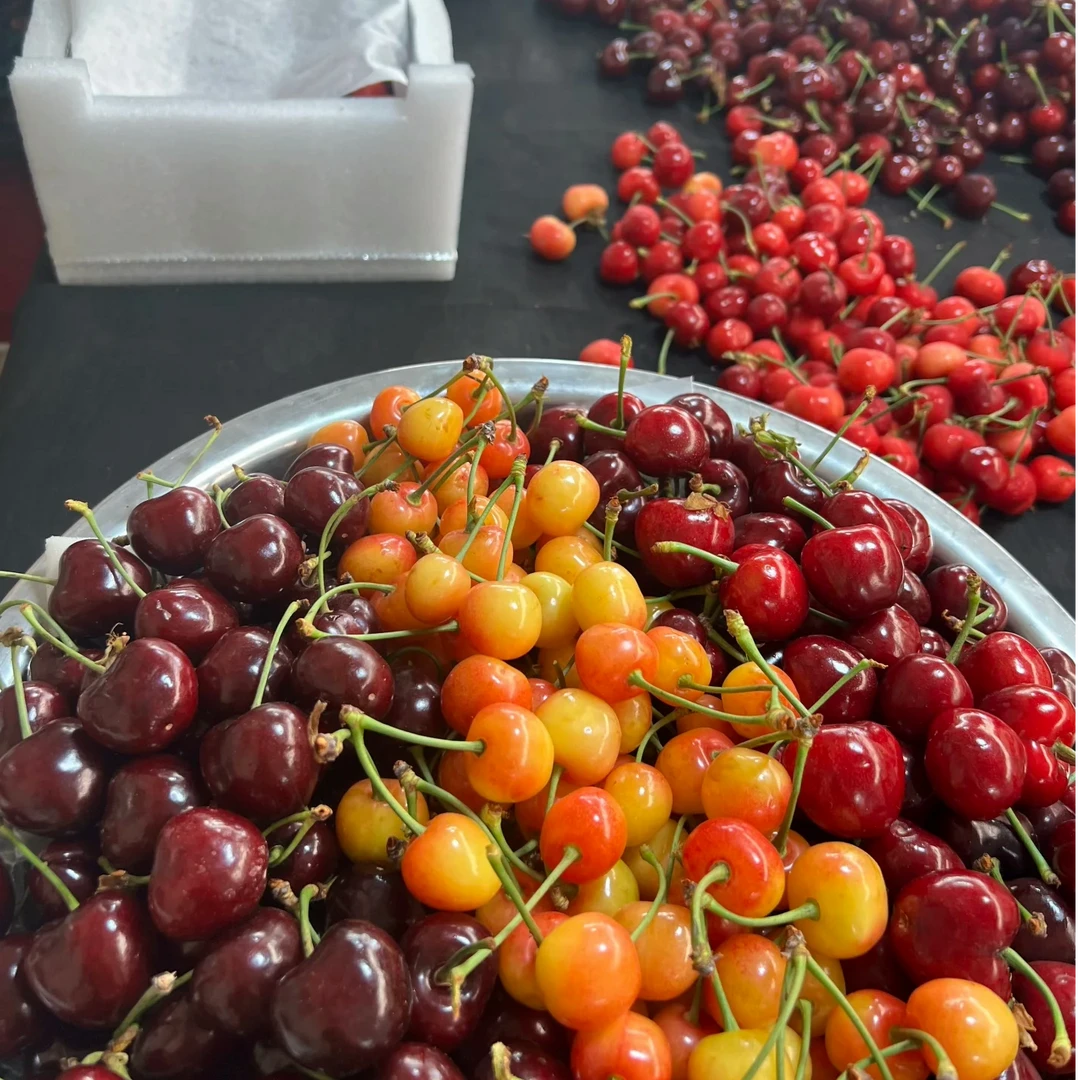 77大连陆地樱桃大果三拼色红黄紫（萨米托、美早、明珠）5斤和3斤装J产地现摘现发【顺丰次日达】美早＋明珠＋沙米托