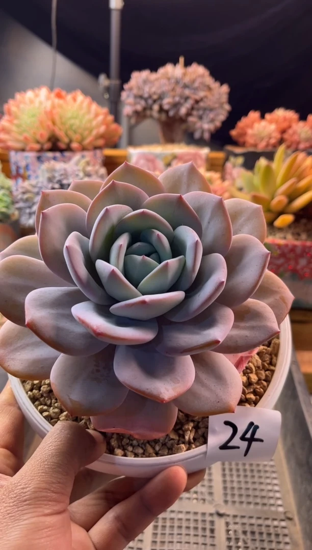 12.14-24奶茶11111111111111111