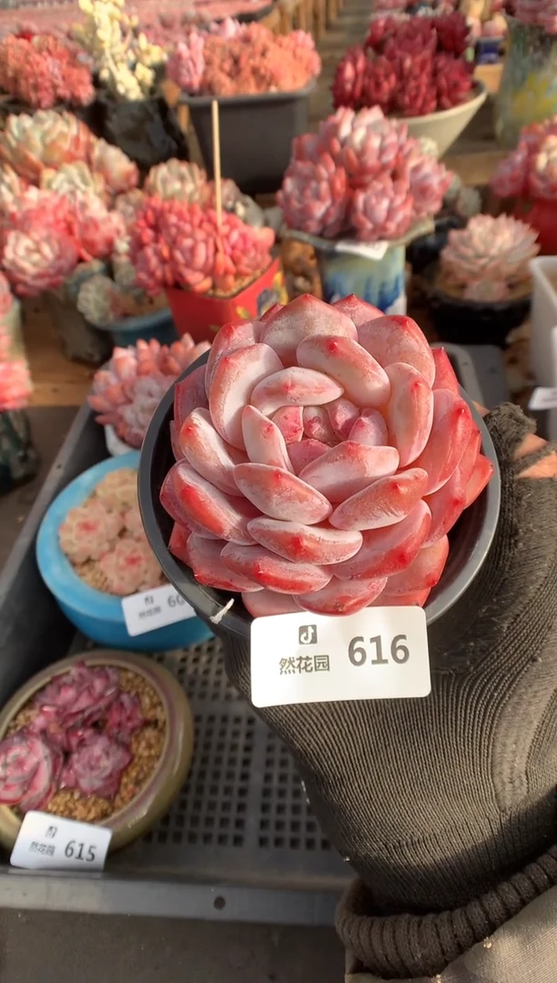 616粉星影多肉植物一物一拍
