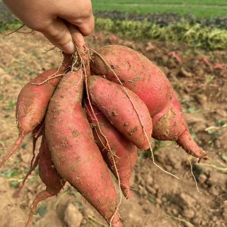 长林精选白哈密＋紫薯套餐