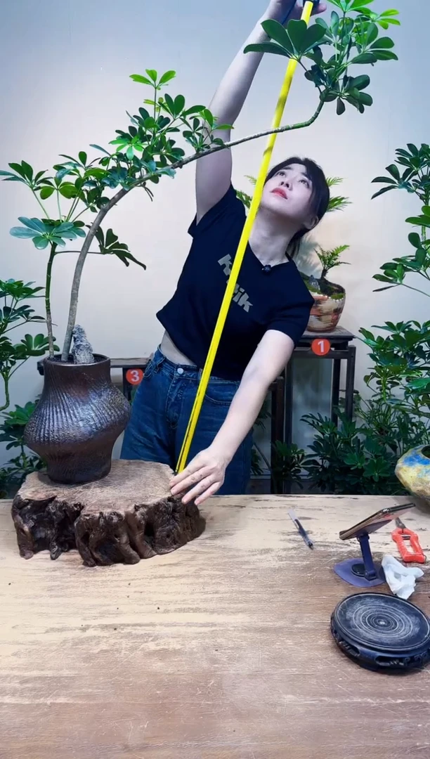 无花朵张*妮老朋友优惠价308