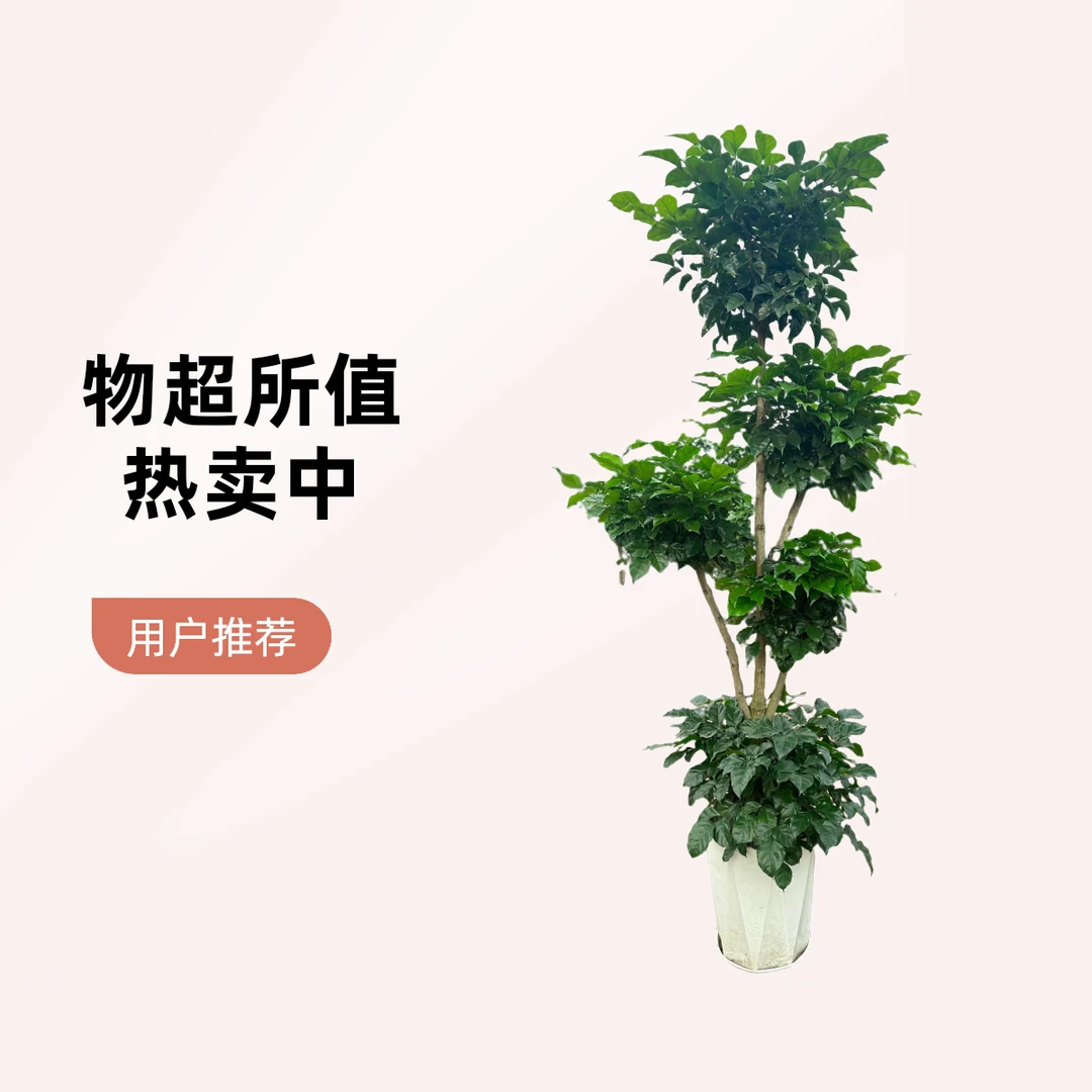 五层飘枝绿宝幸福树绿植室内客厅办公室净化空气吸甲醛好养植物