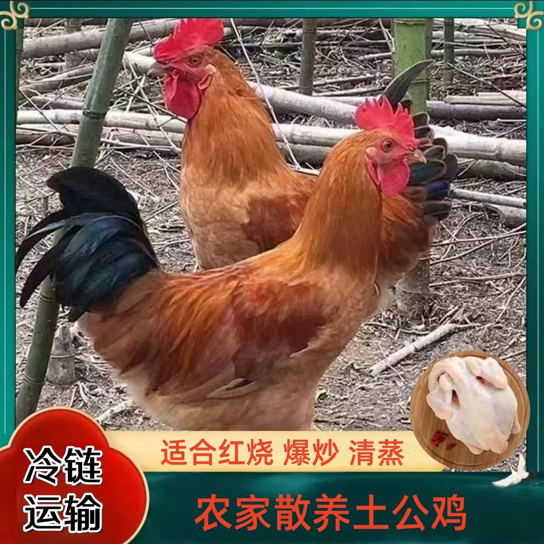 【小张】现杀散养土公鸡 买4送1 共5只净重10-11斤带内脏