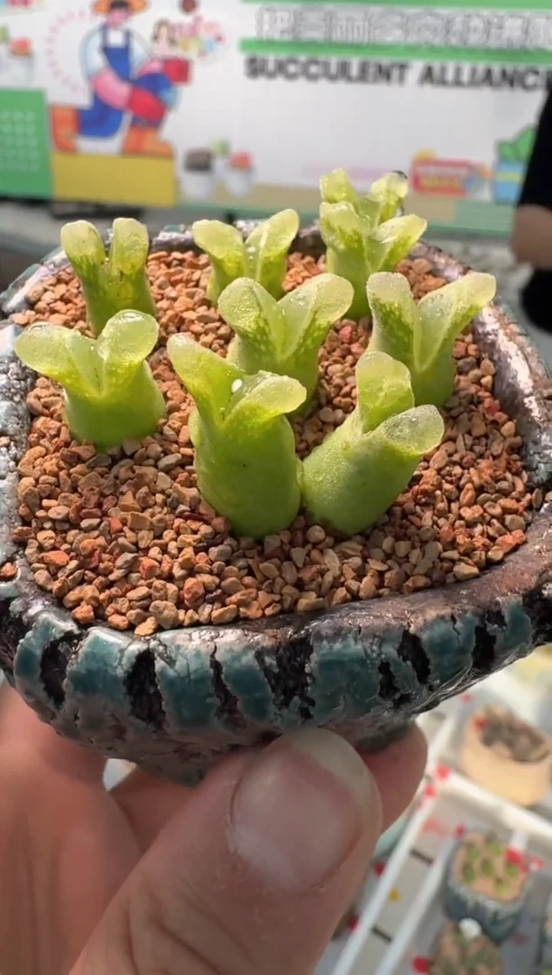 241多肉植物肉锥冰满满一颗