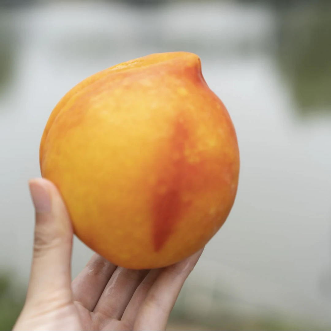 锦绣黄桃新鲜应季水果爆甜香甜多汁现摘现发现摘水果