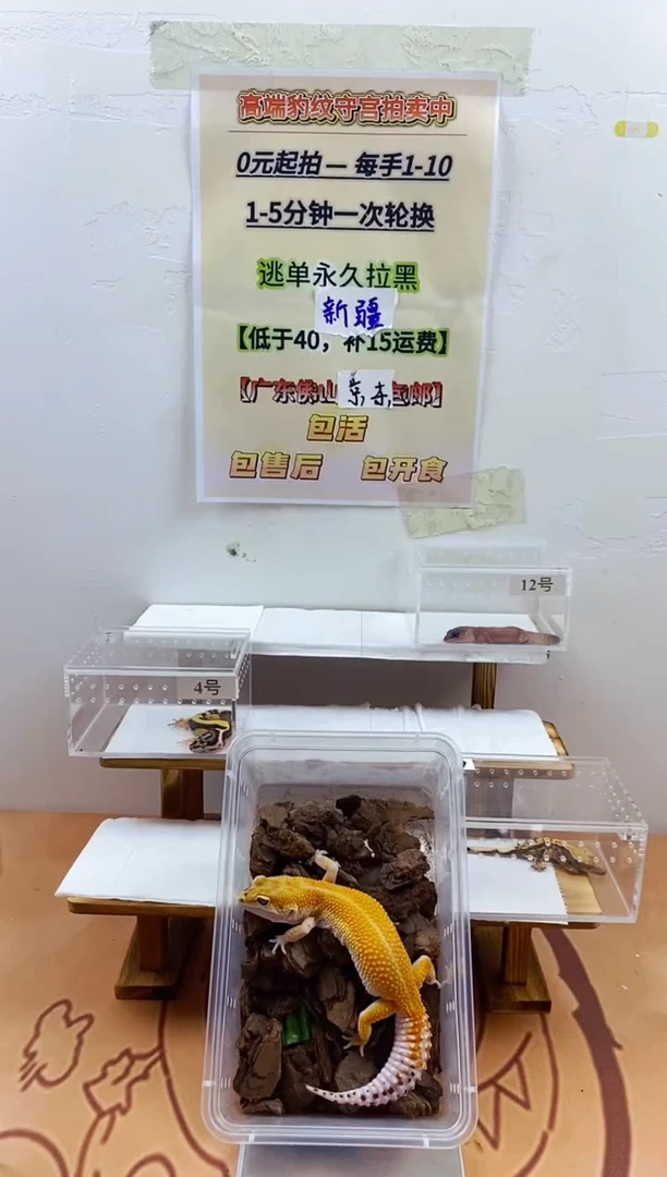 豹纹守宫豹纹守宫幼苗亚成体成体肥尾