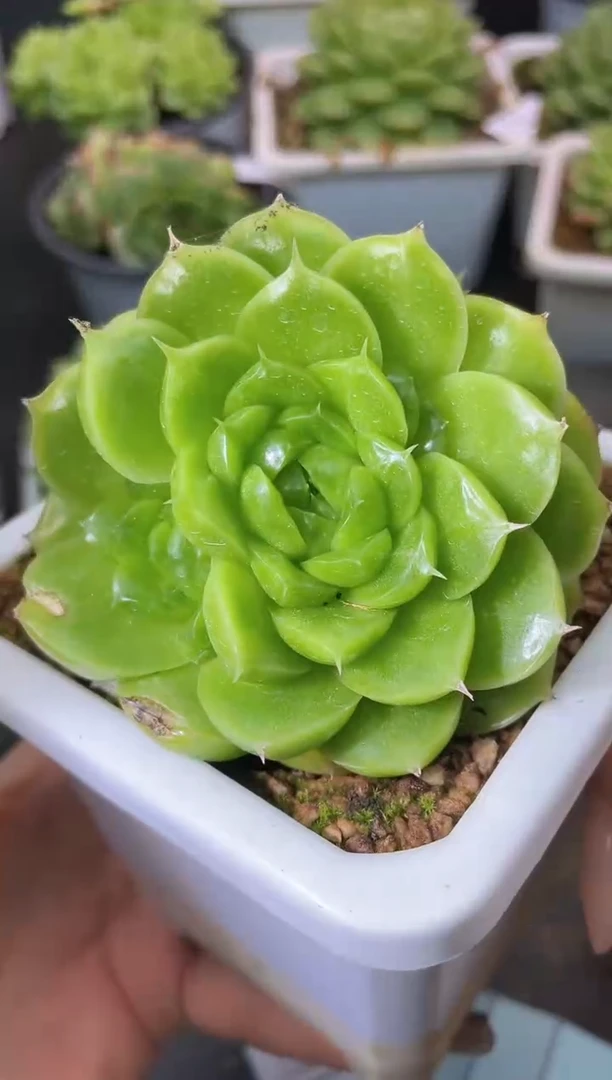 359翡冷翠晾根一物一拍