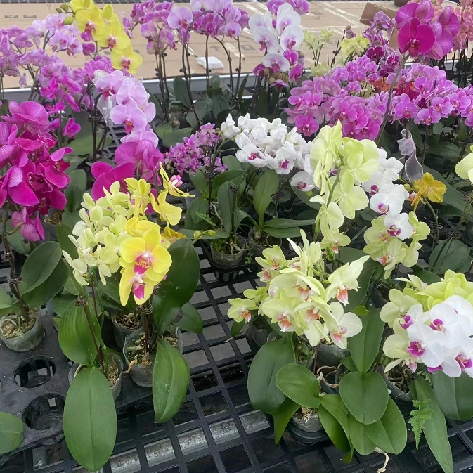 随机品种 蝴蝶兰 室内精品观赏  耐热耐开 源头基地直发