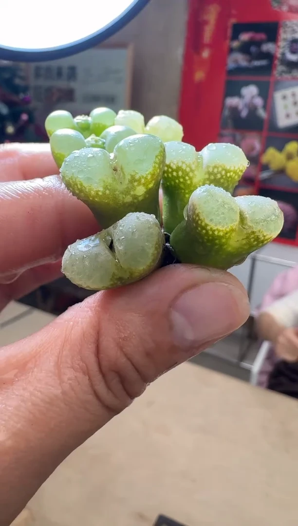 【闪购商品】19-3芭比粉鱼籽一颗