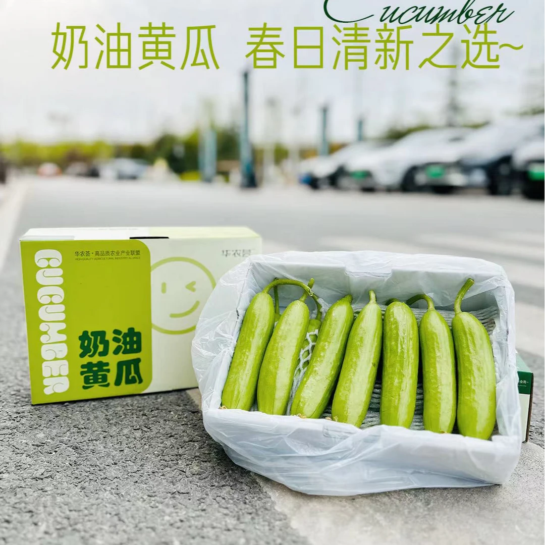 佧美垄奶油黄瓜（白玉黄瓜升级版）
