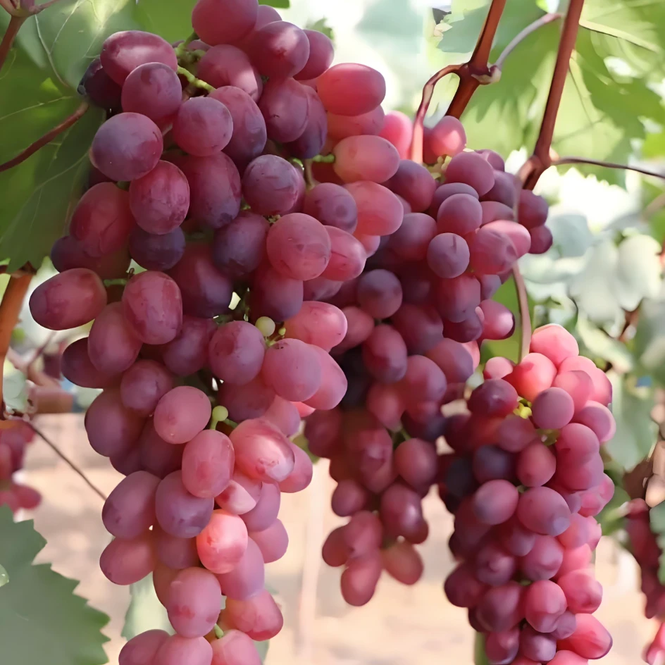 花香十足～早霞玫瑰葡萄