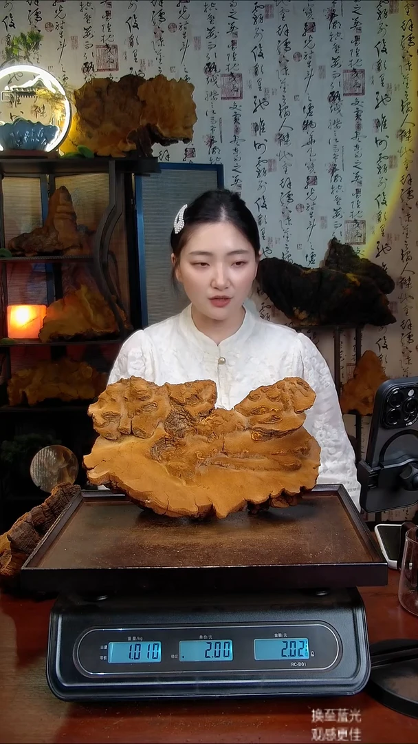 松针层孔菌中国大陆【藏区】松树桑黄（2.02斤）30-40年份