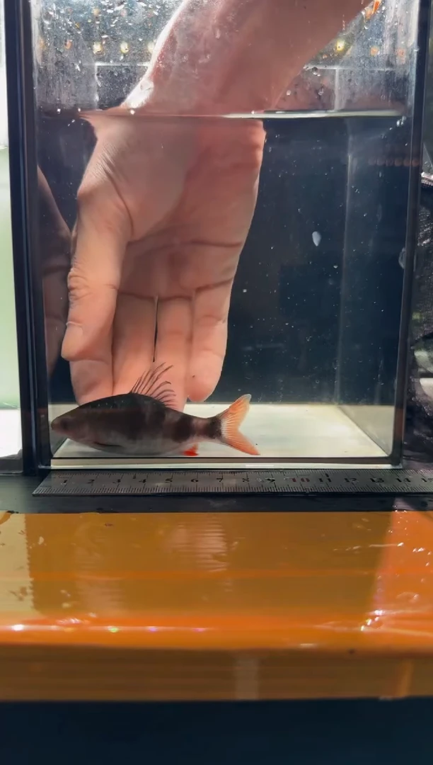 海水鱼红尾绿荧光
