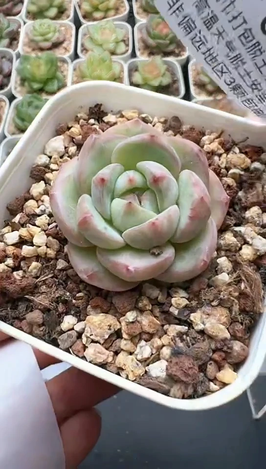 063F云禹多肉植物 默认脱土纸巾打包 3颗包邮