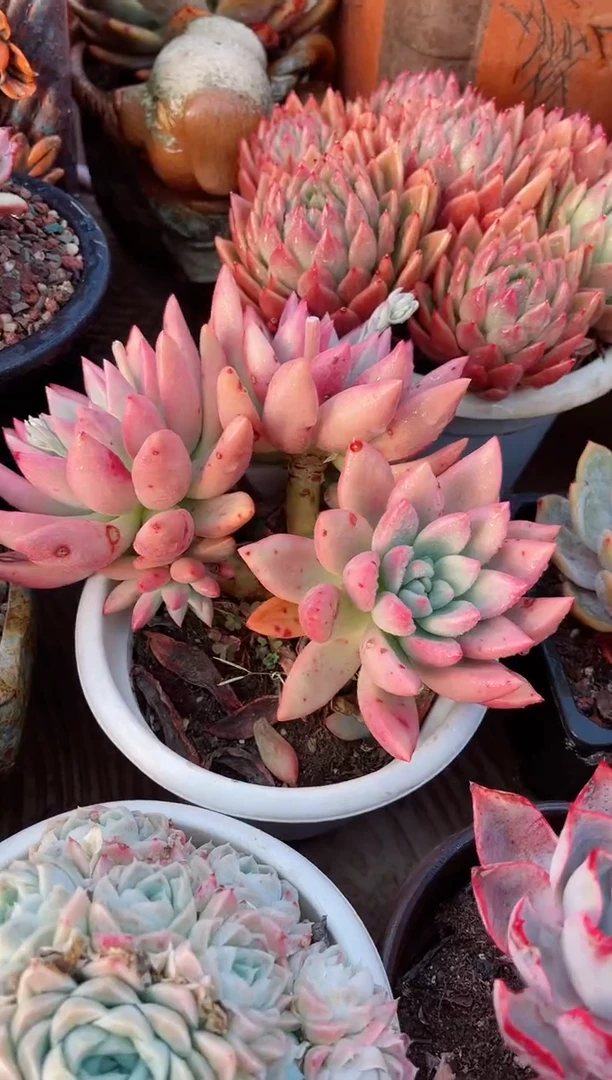 【闪购商品】12115