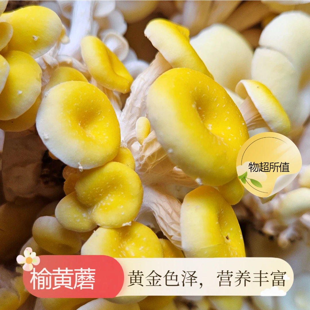 阿尔山精品榆黄菇鸡油菌鲜食菌可用于煲汤火锅食材