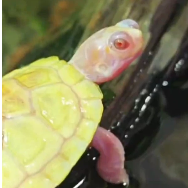 金粉巴西彩龟活体宠物龟一龟一样随机发货冷水活物互动