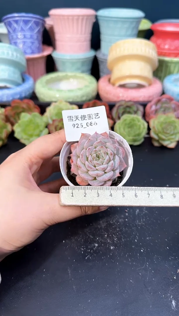 925-086青山（冠幅5cm）