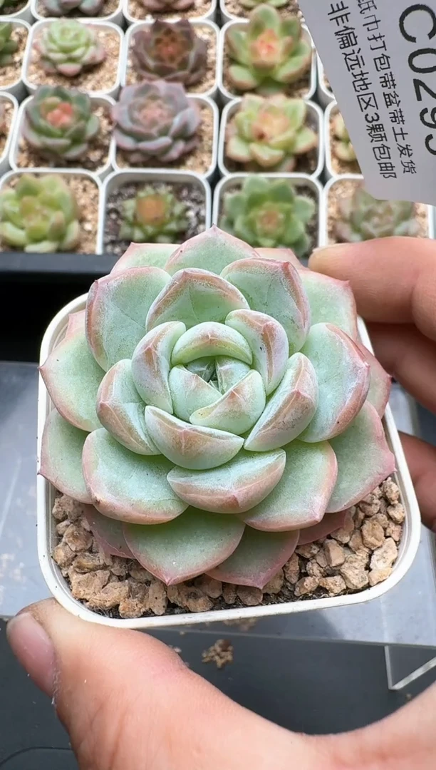 293C云禹多肉植物 带盆土纸巾打包 3颗包邮