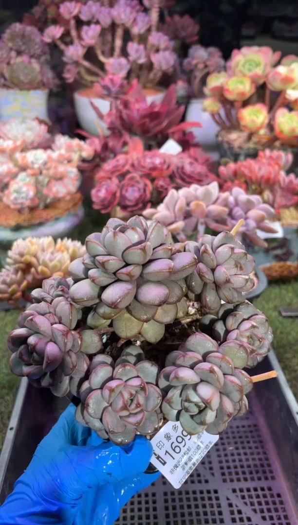 【闪购商品】16993