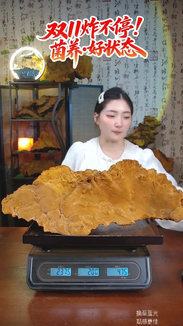 松针层孔菌中国大陆【藏区 野生】松树桑黄（4.75斤）50-60年份