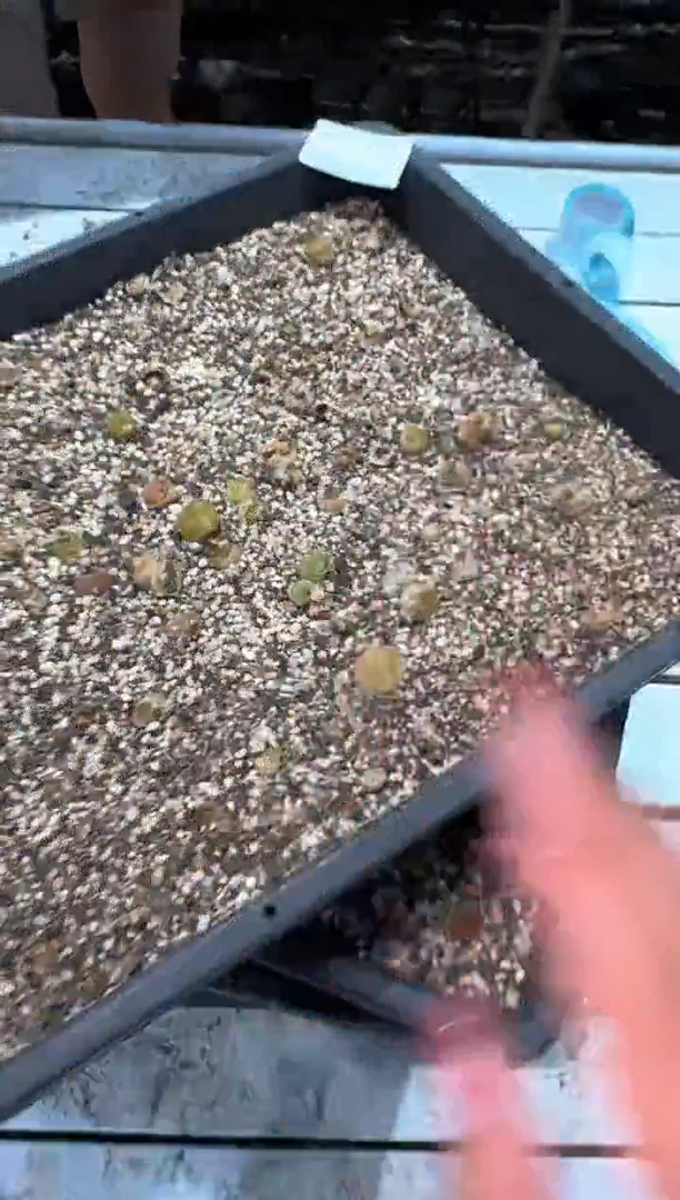 28-110多肉植物脱土发