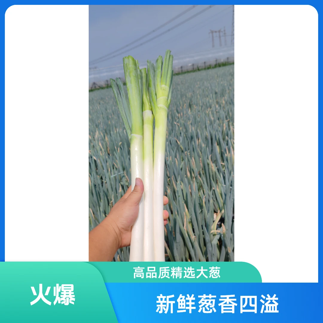 山东铁杆大葱新鲜蔬菜现挖食用提味产地直发