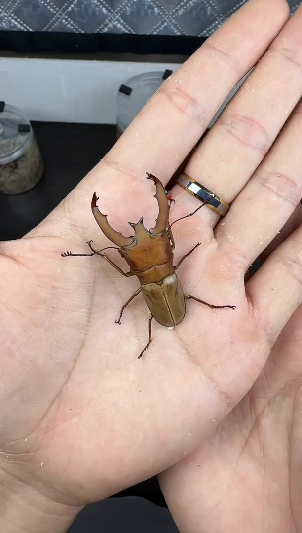 鲁尼佛细身赤一对