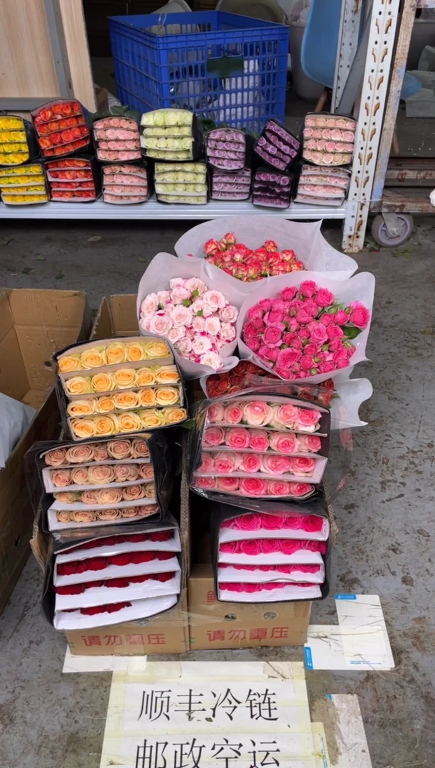 高原红+佛洛+爱莎+卡布+香槟+折射+苏菲+爱丽丝+巧克力