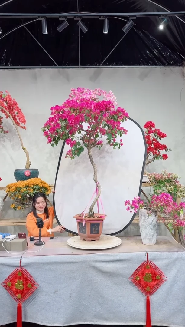 【闪购商品】盆景洋红公主